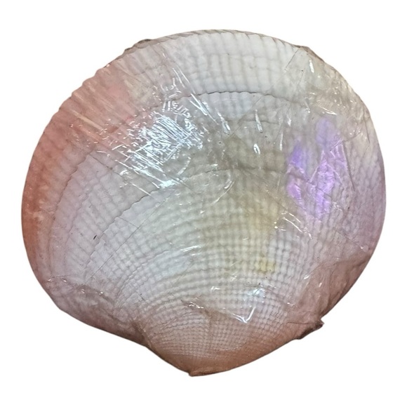 VINTAGE Clam Shell HORS D'OEUVRES CHEESE Food TOOTHPICKS w SEASHELL TIPS NEW - Picture 3 of 5